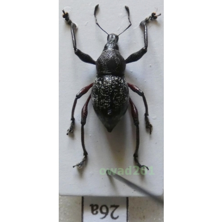 Metapocyrtus sp. Heller, 1912 female Philippines26a